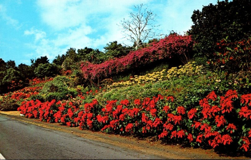 Hawaii Kona Coast Machado Gardens