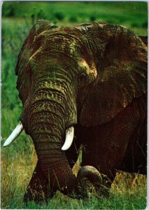 African Elephant Postcard