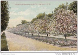 New York Rochester Magnolias In Bloom On Oxford Street 1910