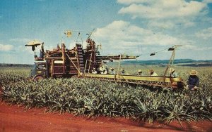 Pineapple Harvesting Hawaii Postcard 1969 Hilo Cancel