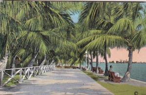 Florida Miami Promenade In Bayfront Park 1937