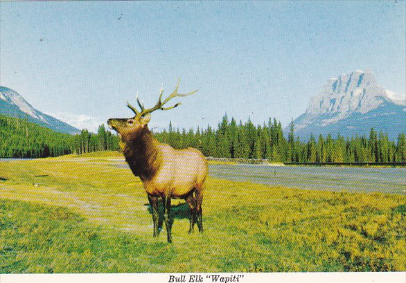 Canada Bull Elk Wapiti