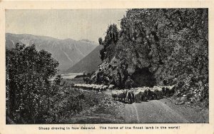 br107689 sheep droving in  new zealand