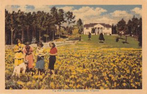 Gloucester Virginia Pig Hill Plantation Scenic View Vintage Postcard AA54544