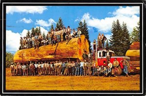 Giant fir log from the forests of Western Washington USA Logging 1986 