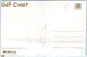 Postcard - Seagulls along the beaches of the Gulf Coast 
