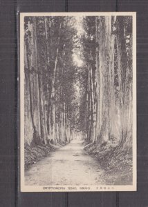 JAPAN, NIKKO, CRYPTOMERIA ROAD, c1920 ppc., unused.