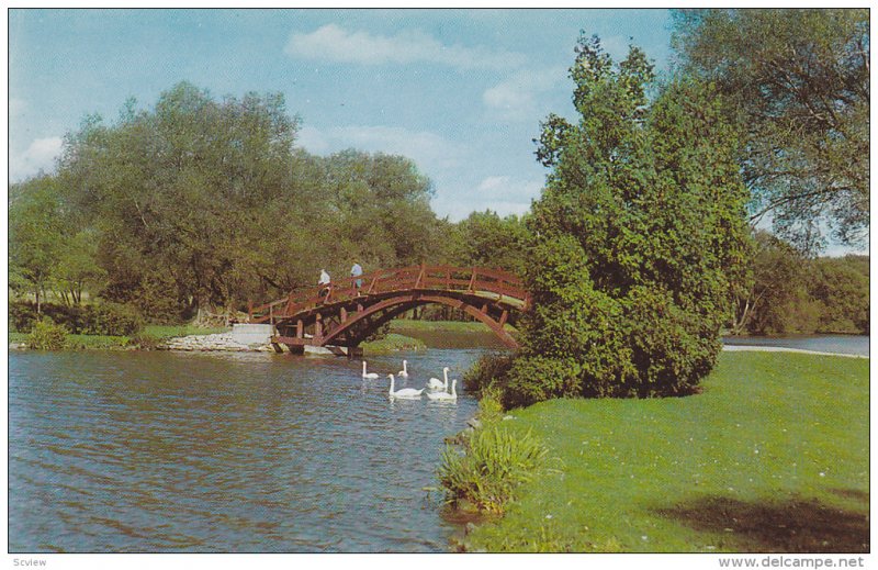 Graceful White Swans, Island Bridge, Avon River near Shakespearean Festival T...