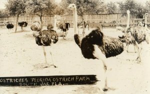 RP: SOUTH JACKSONVILLE , Florida, 1900-10s Ostriches at Ostrich Farm