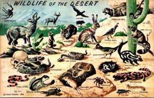 Wildlife Of The Southwestern Desert