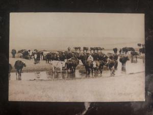 Mint Canada RPPC Real Picture Postcard Farming Cattle