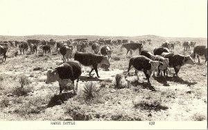 Range Cattle Vintage Postcard Standard View Card