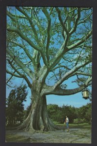 Florida CLEARWATER Kapok Tree (Bombax Malabaricum) SR #593 Hwy. #60 ~ Chrome