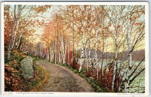 c1910s Generic Autumn Birch Tree Drive PC Road Trail Detroit Photographic A324