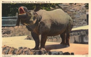 Vintage Postcard 1920's View Rhinoceros National Zoological Park Washington DC