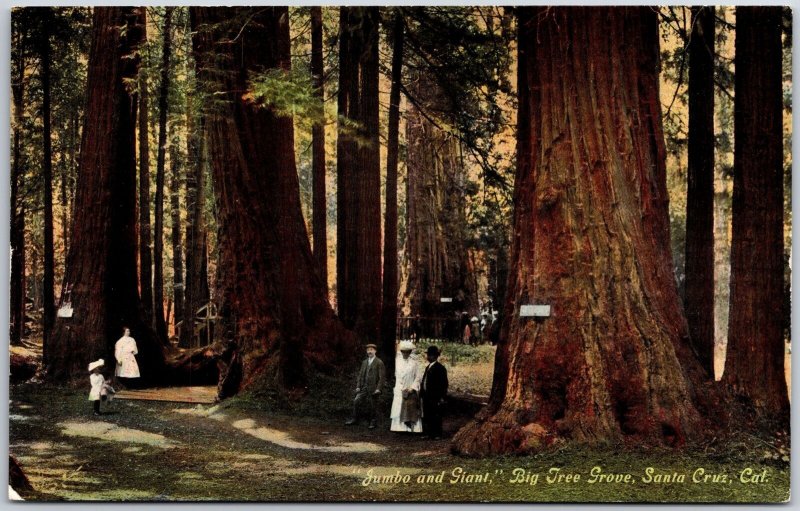 Jumbo And Giant Big Tree Grove Santa Cruz California CA Attraction Postcard