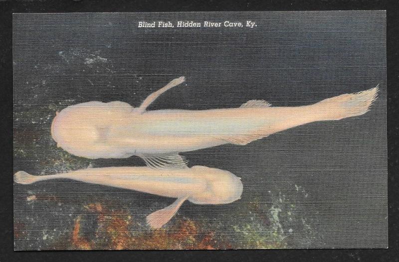 Blind Fish Hidden River Cave Kentucky Unused c1939