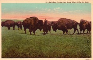 Vintage Postcard Buffaloes in the State Park Animals Black Hills South Dakota SD