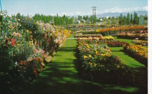 Canada Flowers In Cominco Garden Kimberley British Columbia