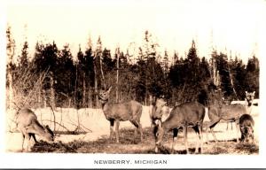 Michigan Newberry Herd Of Deer Real Photo