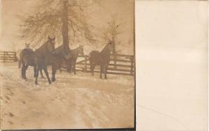 Group Of Three Real Photo Horses And Rider/Caretaker Views Real Photo PCs V18200