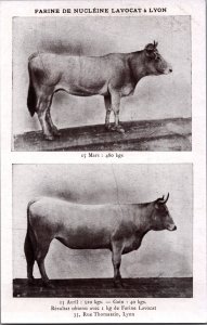 Cow Bull Farine De Nucleine L'avocat a Lyon Vintage Postcard C038