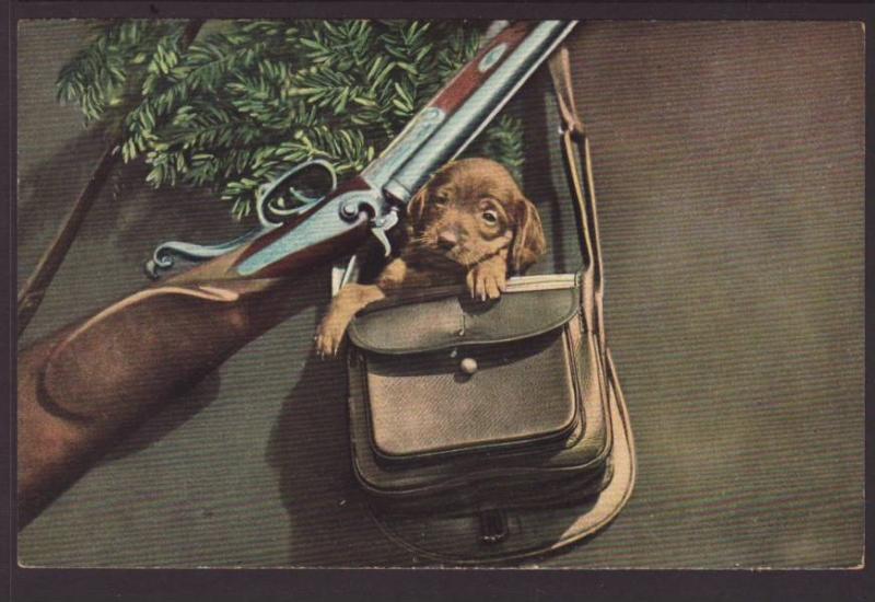 Puppy in Hunting Pouch,Gun Postcard 