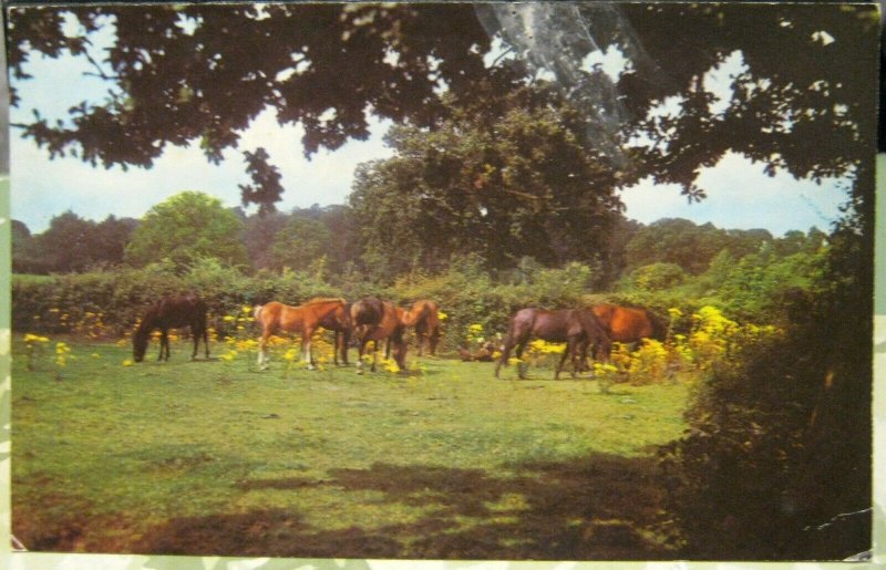 England New Forest Ponies - posted 1975