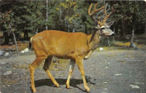 Animal Land, Ten Pointer Lake George, NY, USA Deer Unused 