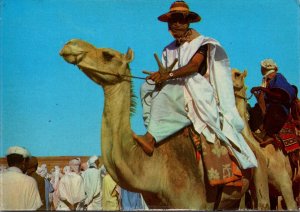 Algeria Typical Scene Men Riding Camels