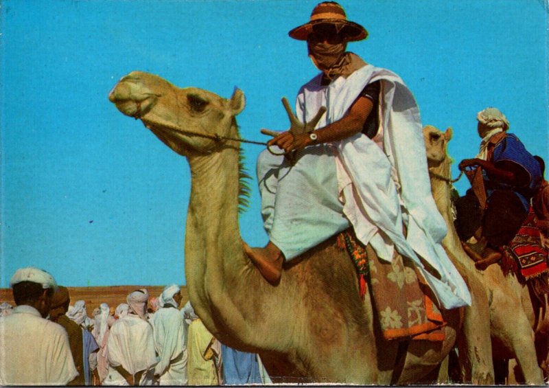 Algeria Typical Scene Men Riding Camels