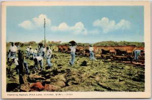 California, Sunny Day, Handling Asphalt, Pitch Lake Trinidad, Vintage Postcard