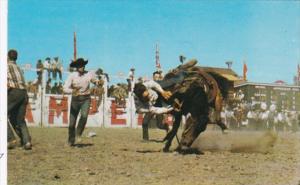 Canada Calgary Bucking Horse Contest At Calgary Stampede