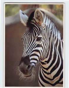 Postcard Beautiful Zebra Zoo Atlanta Georgia USA