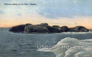 Walrus Asleep - Ice Floe, Alaska AK