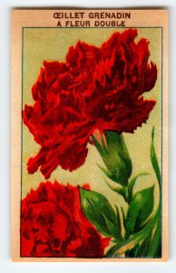 1920's Flower Seed Art Print OEILLET GRENDIN Lithograph Original Vintage Unused