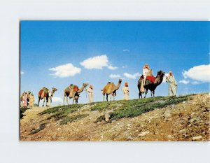 B-155521 Camel Caravan as Used in the Black Hills Passion Play USA