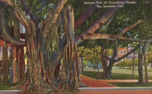 Vintage Postcard 1955 Banyan Tree Landmark St. Petersburg Florida Sunshine City