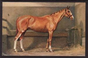 Horse in Stall Anderson Post Card 5050