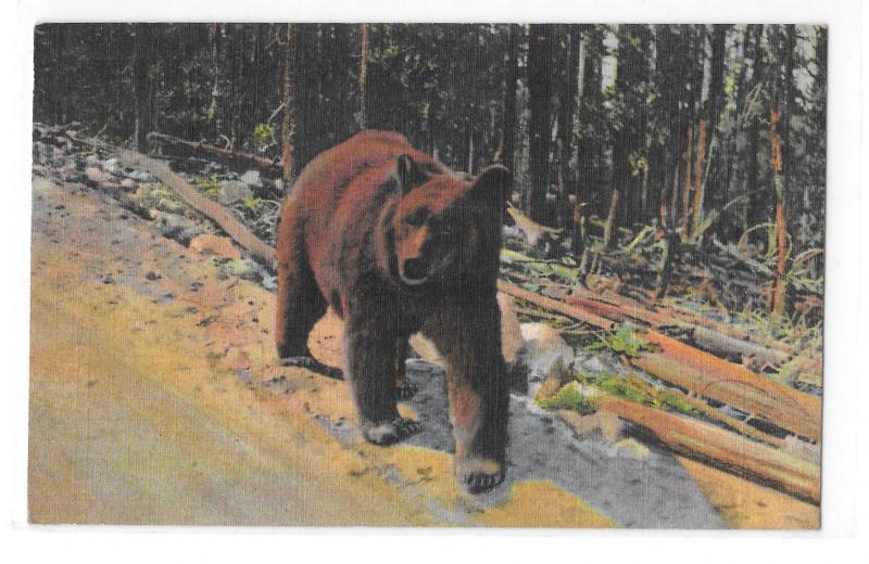 Yellowstone National Park Bear Hitchiker Vintage Curteich Animal Postcard