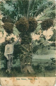 1908 Date Palms, Mesa Arizona, Hand Colored Vintage Postcard