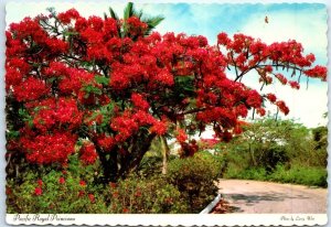 Postcard - Pacific Royal Poinciana