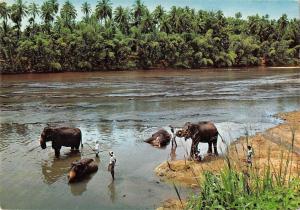 BR99308 elephant bath katugastota kandy sri lanka ceylon