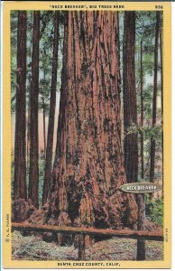 Santa Cruz, CA - Neck Breaker, Big Trees Park