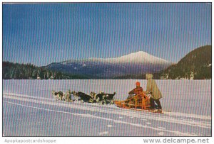 Alaska Husky Dog Team