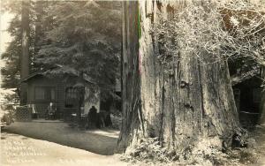 (Cabin) In The Shadow Of The Redwoods, Hartsook Real Photo Postcard