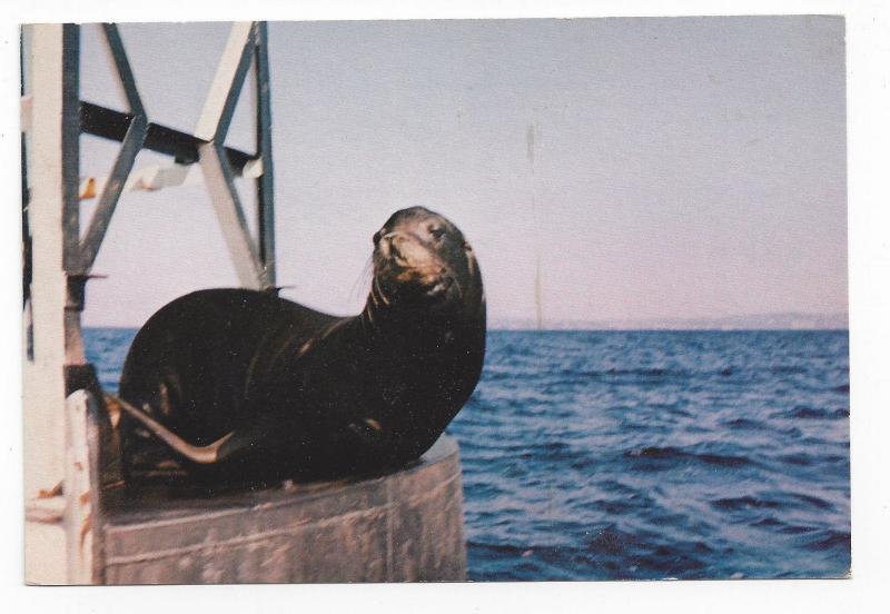 Seatlle WA Tillicum Blake Island State Marine Park Sea Lion Vintage 4X6 Postcard