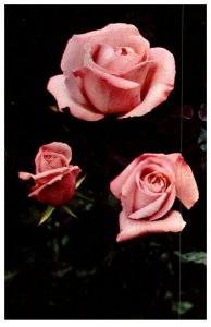 Pink Hybrid Tea Rose Massachusetts Postcard