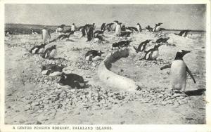 Falkland Islands, A Gentoo Penguin Rookery (1920s)