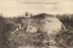 PC CPA VIETNAM, INDOCHINA, UN ELÉPHANT AU TABLEAU, (b20614)